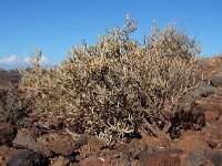 Cneorum pulverulentum 4, Saxifraga-Ed Stikvoort