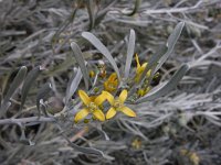 Cneorum pulverulentum 5, Saxifraga-Ed Stikvoort