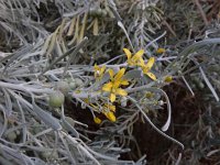 Cneorum pulverulentum 6, Saxifraga-Ed Stikvoort