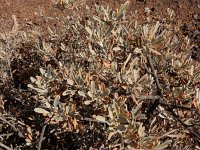 Cneorum pulverulentum 7, Saxifraga-Ed Stikvoort