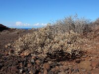 Cneorum pulverulentum 8, Saxifraga-Ed Stikvoort