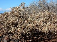 Cneorum pulverulentum 9, Saxifraga-Ed Stikvoort