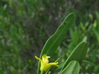 Cneorum tricoccum 2, Saxifraga-Rutger Barendse