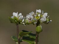 Cochlearia danica 14, Deens lepelblad, Saxifraga-Willem van Kruijsbergen