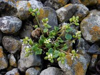 Cochlearia danica 17, Deens lepelblad, Saxifraga-Ed Stikvoort