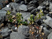 Cochlearia danica 21, Deens lepelblad, Saxifraga-Ed Stikvoort