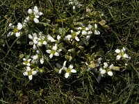 Cochlearia danica 27, Deens lepelblad, Saxifraga-Jan van der Straaten