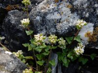 Cochlearia danica 28, Deens lepelblad, Saxifraga-Ed Stikvoort
