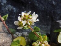 Cochlearia danica 29, Deens lepelblad, Saxifraga-Ed Stikvoort