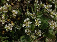 Cochlearia danica 3, Deens lepelblad, Saxifraga-Jan van der Straaten