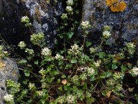 Cochlearia danica 30, Deens lepelblad, Saxifraga-Ed Stikvoort