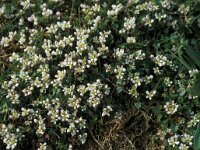 Cochlearia danica 4, Deens lepelblad, Saxifraga-Piet Zomerdijk