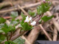 Cochlearia danica 5, Deens lepelblad, Saxifraga-Peter Meininger