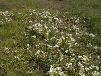Cochlearia danica 9, Deens lepelblad, Saxifraga-Jan van der Straaten