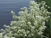 Cochlearia officinalis, Scurvygrass