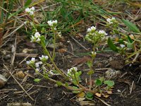 Cochlearia officinalis ssp officinalis 12, Echt lepelblad, Saxifraga-Ed Stikvoort