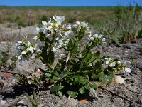 Cochlearia officinalis ssp officinalis 18, Echt lepelblad, Saxifraga-Ed Stikvoort