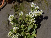 Cochlearia officinalis ssp officinalis 21, Echt lepelblad, Saxifraga-Ed Stikvoort