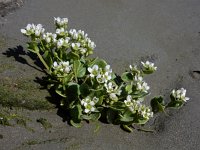 Cochlearia officinalis ssp officinalis 23, Echt lepelblad, Saxifraga-Ed Stikvoort