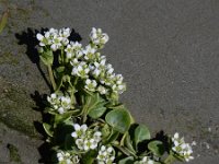 Cochlearia officinalis ssp officinalis 26, Echt lepelblad, Saxifraga-Ed Stikvoort