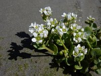 Cochlearia officinalis ssp officinalis 27, Echt lepelblad, Saxifraga-Ed Stikvoort