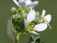 Cochlearia officinalis ssp officinalis 5, Echt lepelblad, Saxifraga- Peter Meininger