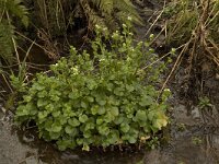 Cochlearia pyrenaica 1, Zinklepelblad, Saxifraga-Willem van Kruijsbergen