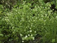 Cochlearia pyrenaica 12, Zinklepelblad, Saxifraga-Willem van Kruijsbergen