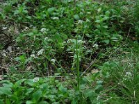 Cochlearia pyrenaica 22, Zinklepelblad, Saxifraga-Ed Stikvoort