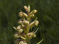 Coeloglossum viride, Frog Orchid