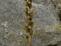 Coeloglossum viride 11, Groene nachtorchis, Saxifraga-Willem van Kruijsbergen