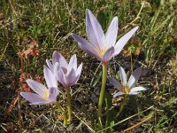 Colchicum alpinum 4, Saxifraga-Harry Jans