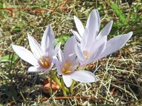 Colchicum alpinum 8, Saxifraga-Harry Jans