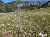 Colchicum alpinum 9, Saxifraga-Harry Jans