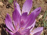 Colchicum bivonae 2, Saxifraga-Harry Jans