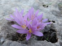Colchicum boissieri 6, Saxifraga-Harry Jans