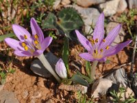 Colchicum cupanii 2, Saxifraga-Harry Jans