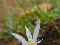 Colchicum pusillum 4, Saxifraga-Ed Stikvoort