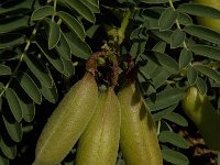Colutea arborescens 4, Europese blazenstruik, Saxifraga-Jan van der Straaten