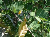 Colutea arborescens 6, Europese blazenstruik, Saxifraga-Jasenka Topic