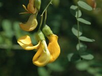 Colutea hispanica 2, Saxifraga-Jan van der Straaten
