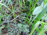 Conopodium majus 5, Franse aardkastanje, Saxifraga-Rutger Barendse
