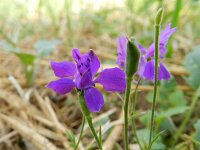 Consolida hispanica 10, Oosterse ridderspoor, Saxifraga-Rutger Barendse