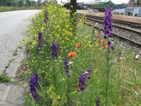 Consolida hispanica 3, Oosterse ridderspoor, Saxifraga-Rutger Barendse