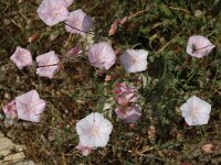 Convolvulus althaeoides 1, Saxifraga-Jan van der Straaten