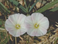 Convolvulus arvensis, Field Bindweed