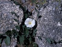 Convolvulus arvensis 10, Akkerwinde, Saxifraga-Jan van der Straaten