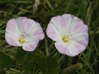 Convolvulus arvensis 15, Akkerwinde, Saxifraga-Willem van Kruijsbergen