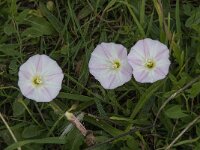 Convolvulus arvensis 16, Akkerwinde, Saxifraga-Willem van Kruijsbergen