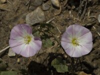 Convolvulus arvensis 2, Akkerwinde, Saxifraga-Marijke Verhagen